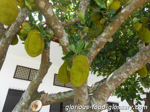 Langka , one of the exotic fruits found in the Philippines