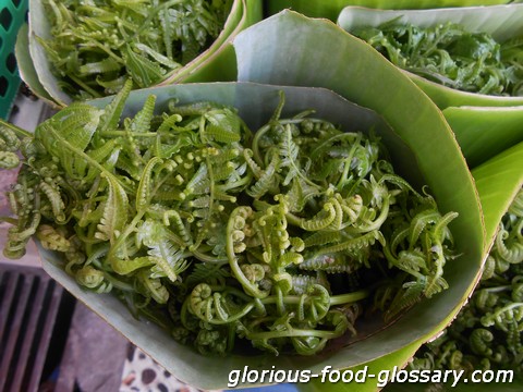 Pako, an edible fern found in the Philippines