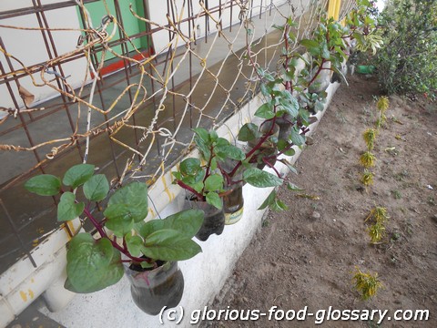 Alugbati/Alogbati Alugbati plants with green leafy vegetable planted by the school chilren in recycled PET bottles. The hanging vegetable garden in the school yard